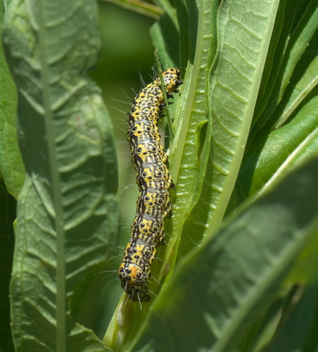 MacCulloch's Forester Moth