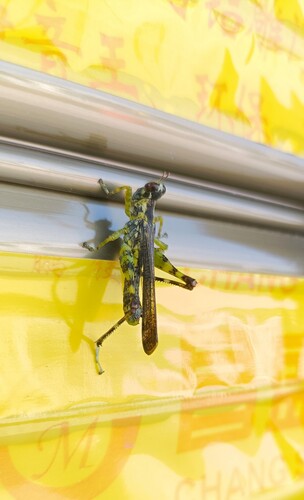 China mantispoides