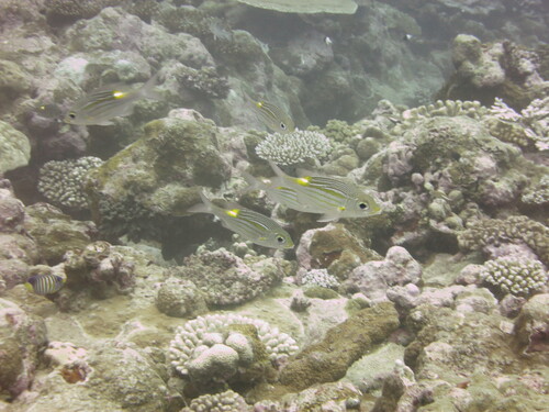 Glowfish (Gnathodentex aureolineatus) — Lethrinidae — 5