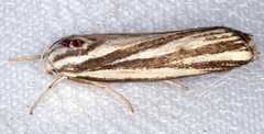 Xylorycta austera