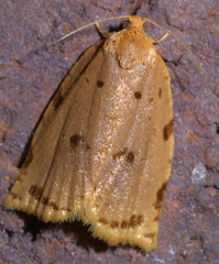 Archips rileyana