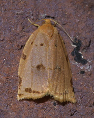 Archips rileyana