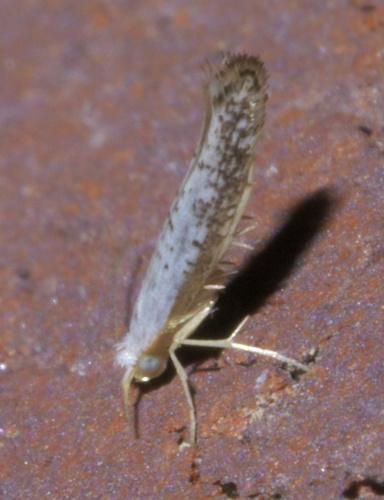Speckled Argyresthia Moth photo 2