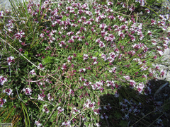 Lobelia jasionoides