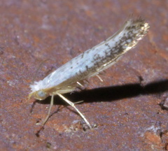 Argyresthia subreticulata