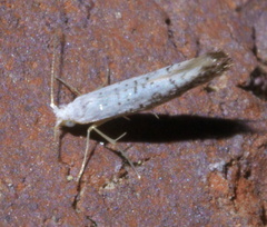 Argyresthia subreticulata
