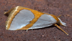Vaxi auratellus