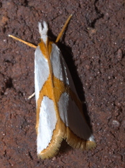 Vaxi auratellus