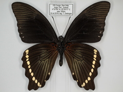 Papilio sosia pulchra