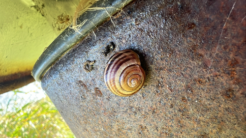 Cepaea