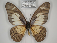 Graphium schubotzi schubotzi