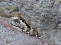 Aristotelia elegantella
