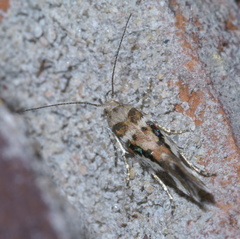 Aristotelia elegantella