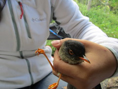 Catharus mexicanus