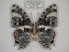 Charaxes etesipe etesipe