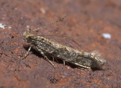 Aristotelia rubidella