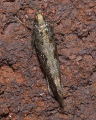 Aristotelia rubidella