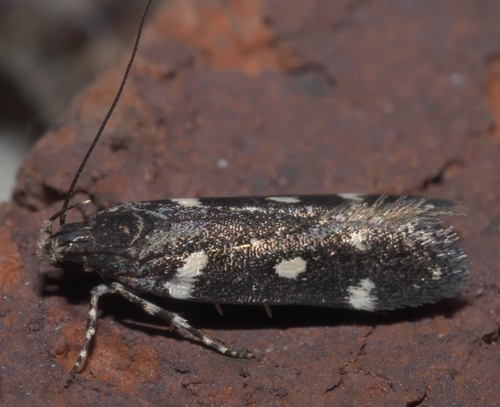 Six-spotted Aroga Moth photo 2