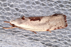 Tymbophora peltastis