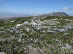 Hermas intermedia