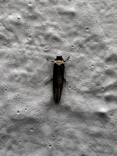 Metatinea immaculatella