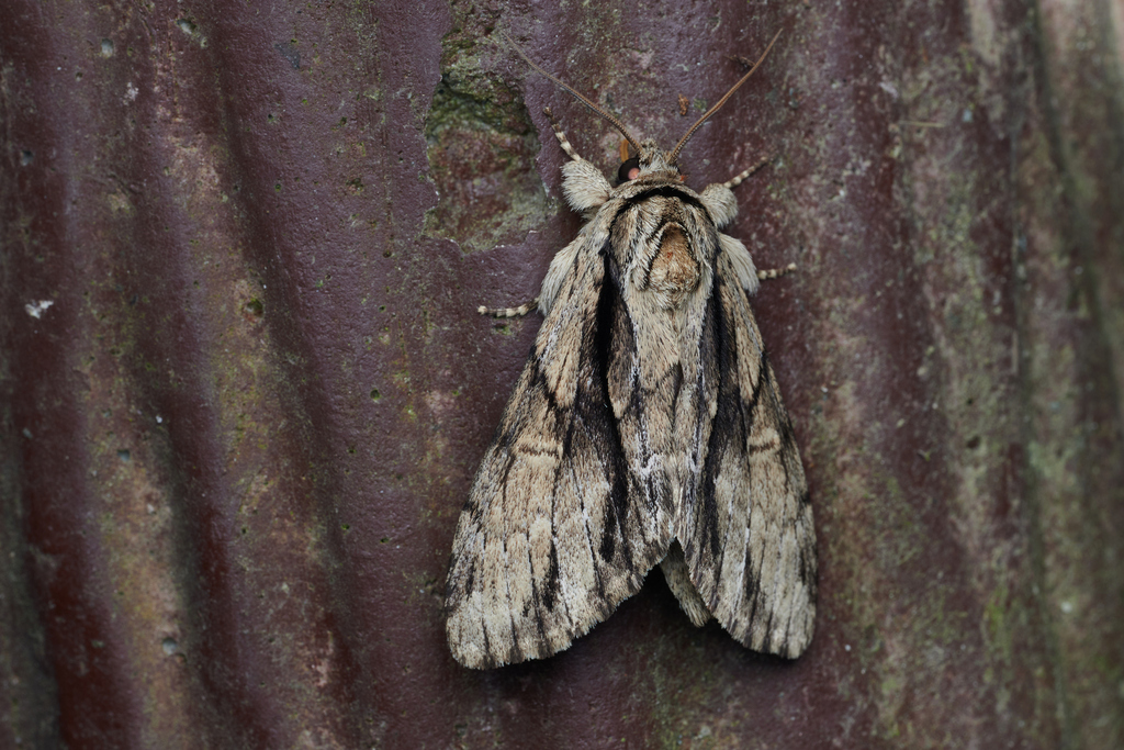 Shukha Insect Shaka from 中国四川省成都市大邑县J5HF+Q64 邮政编码: 611346 on July 20, 2023 at 09:41 ...