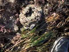 Anthopleura elegantissima