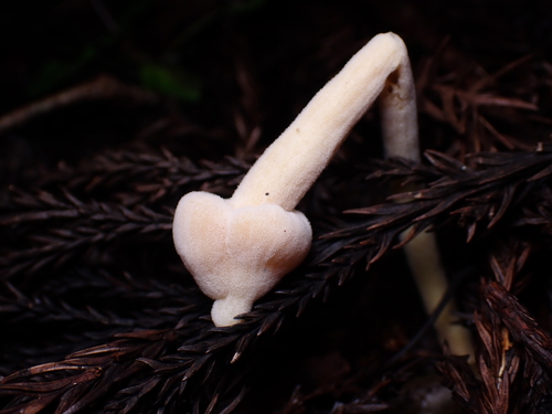 Hypomyces porphyreus