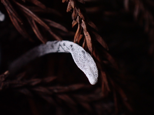 Hypomyces papulasporae