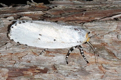 Cryptophasa delocentra