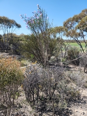 Eremophila drummondii