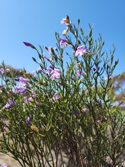 Eremophila drummondii, photograph (c) Belinda Forbes, some rights reserved (CC BY)