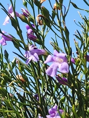 Eremophila drummondii, photograph (c) Belinda Forbes, some rights reserved (CC BY)