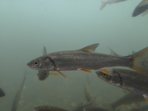 Japanse zeevoorn (Tribolodon hakonensis) — Cyprinidae