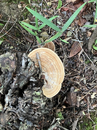 Fomitopsis dickinsii