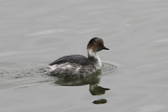 Podiceps occipitalis