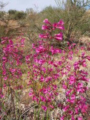 Penstemon parryi