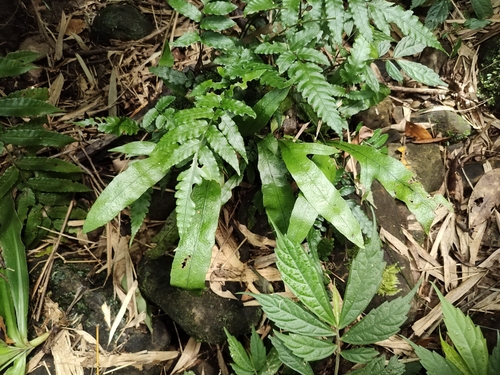 Leptochilus insignis observed 2025-09-20