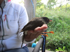 Catharus mexicanus