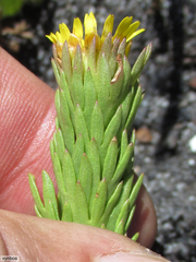Ursinia caledonica