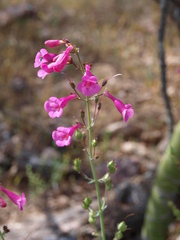 Penstemon parryi