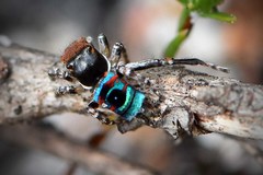 Maratus karrie