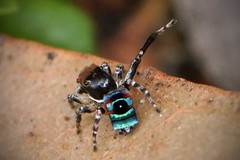 Maratus karrie