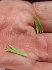 Ursinia caledonica