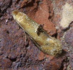 Bucculatrix coronatella
