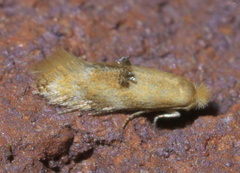 Bucculatrix coronatella