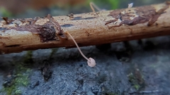 Mycena pterigena