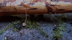 Mycena pterigena