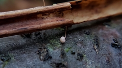 Mycena pterigena