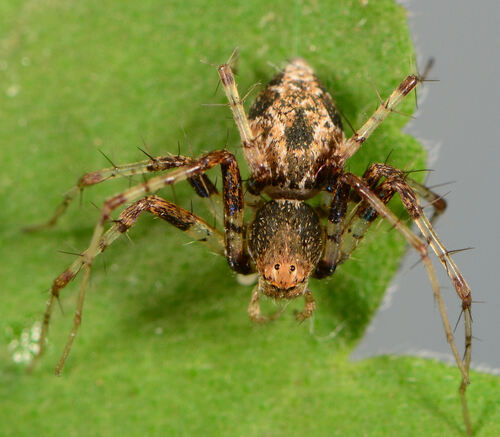 Oxyopes uncinatus
